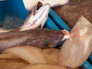 Adivina el nombre en español del famoso pescado Barat