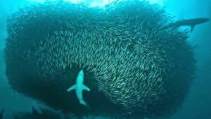 ¿Cómo cambiaría el ecosistema marino si no hubiera tiburones?