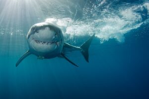 ¡Conoce los secretos para evitar a los temidos tiburones!