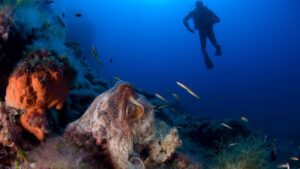 ¡Explorando el Mar de Alborán: ¡Descubre sus Secretos!