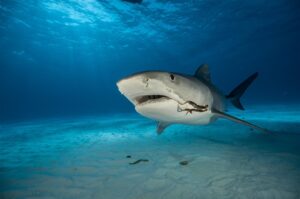 ¡Tiburones: Descubre lo que Los Atrae en el Océano!
