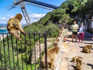 ¡Visita Gibraltar para Ver Monos Salvajes!